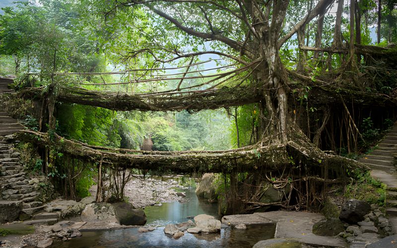 Misty Trails of Meghalaya